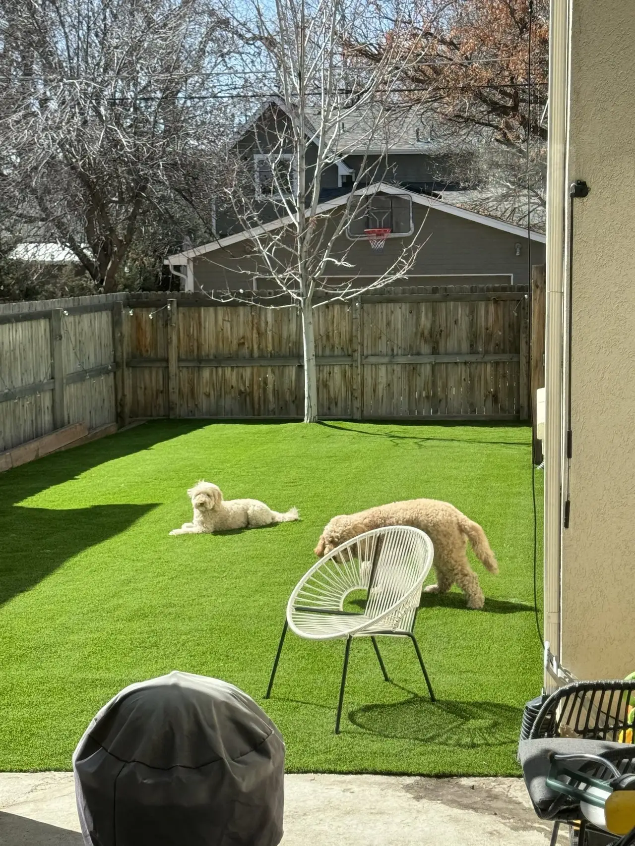 Two dogs lying on pet turf in a fenced back yard, seen from the deck above